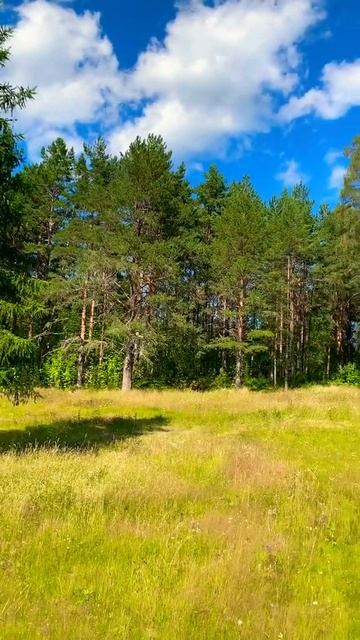 #лес#карелия##луг#петрозаводск#ботаническийсад#лето#природа#forest#meadow#nature#karelia смотреть онлайн