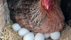 ХОЧЕШЬ МНОГО ЯИЦ!!! СРОЧНО ДАЙ ЭТО КУРАМ!!! ГРАВИЙ ДЛЯ КУР НЕСУШЕК!!! 17.03.2025 год!