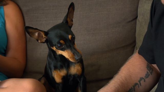 Dogs That Absolutely Hate Men | Dogs Behaving Very Badly смотреть онлайн