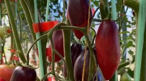 Лидер заказов. Ранний, неприхотливый, вкусный. Томат Сливка Гурман