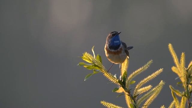Bluethroat digiscoped смотреть онлайн