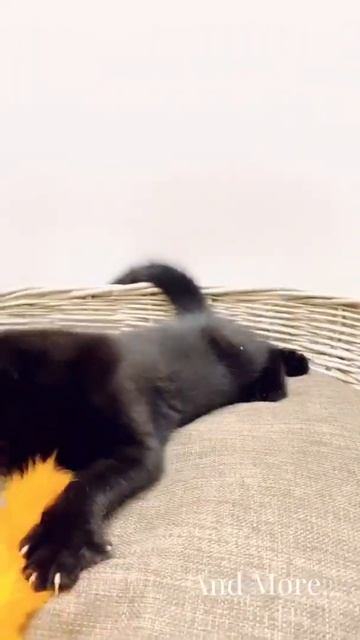 Our Cat & Kitten Feather Teaser