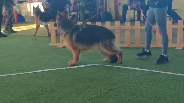 ПОДРОСТКИ СУКИ ДШ 2 / КЧК БРОННИЦЫ 16 марта`25 P.Firic Моно немецких овчарок