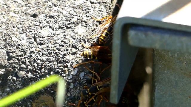 Dominance Interaction of Asian Paper Wasp フタモンアシナガバチ♀群れ内の優劣行動 смотреть онлайн