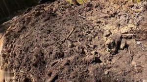 Строительство, дорога в лесу