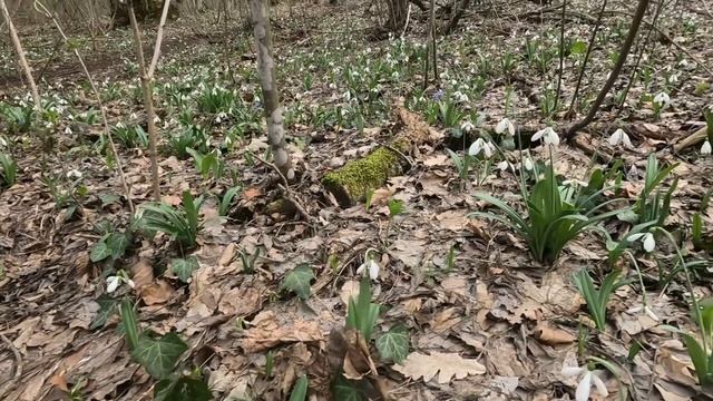 Крым эндуро покатушки.16.03.2025.Первый выезд на 2T смотреть онлайн