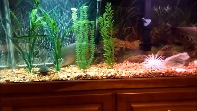 18" Clown Knife Fish; 1 Year Old смотреть онлайн