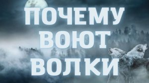 Почему волки воют? Они воют на луну?