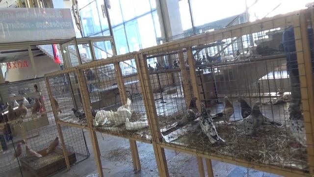 Выставка голубей в Москве 2020 часть 2 смотреть онлайн