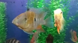 Геофагус тапажос