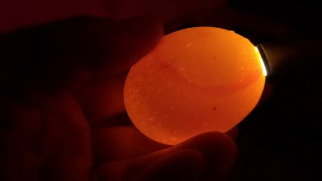 Серия 6) 5 день инкубации РЯБА 36 (китайский инкубатор) смотреть онлайн