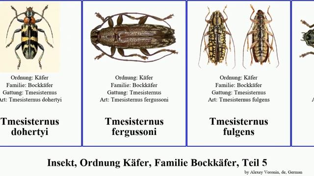 Insekt, Ordnung Käfer, Familie Bockkäfer, Teil 5 tmesisternus sybra sternotomis niger insect heros смотреть онлайн