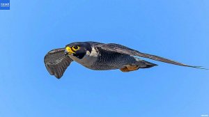 Сокол Сапсан – Птица Истребитель! Благородный Сокол в Деле!