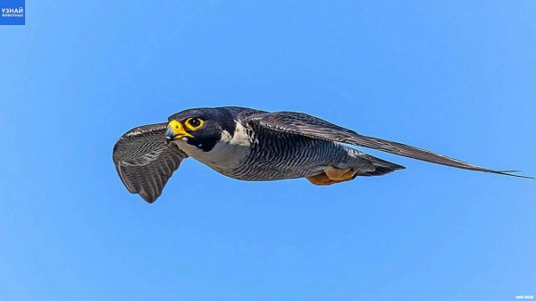 Сокол Сапсан – Птица Истребитель! Благородный Сокол в Деле!