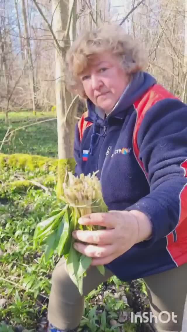 как собирать ЧЕРЕМШУ. советы грибников в весеннем лесу смотреть онлайн