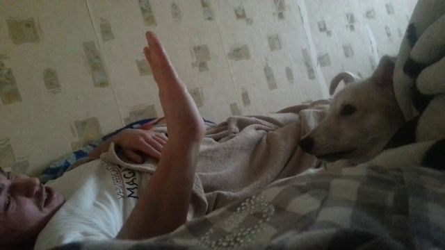 Собака дай пять! смотреть онлайн