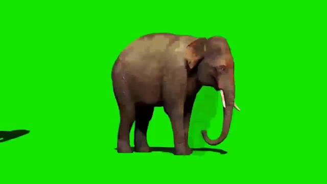 Elephant Green Screen Effect 🐘