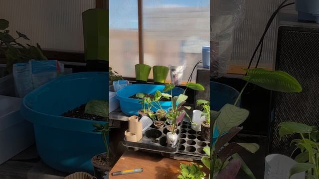 ПЕРВАЯ ПОСЫЛКА В ЭТОМ ГОДУ смотреть онлайн