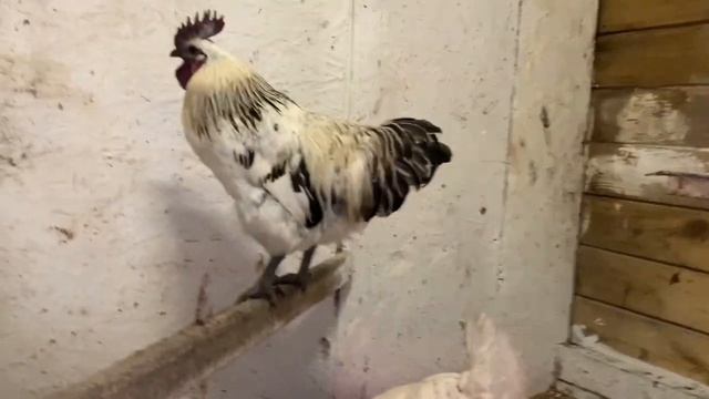 1)ДЕНЬ ИНКУБАЦИИ В ИНКУБАТОРЕ РЯБА-36_ и под КВОЧКОЙ_КАК КВОЧКА_ Куры счастливы 😁СОЛНЦЕ🌸8 МАРТА 20 смотреть онлайн