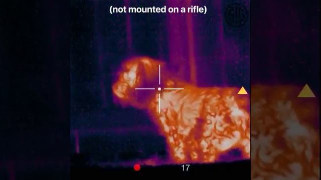 Testing out the Sig Echo 3 Thermal Sight смотреть онлайн