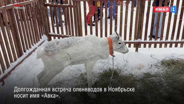 Гонки на оленьих упряжках и рекордная колбаса-кочевница: в Ноябрьске прошел День оленевода смотреть онлайн