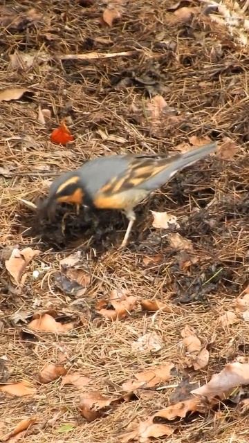 HUNGRY BIRD #SHORT смотреть онлайн