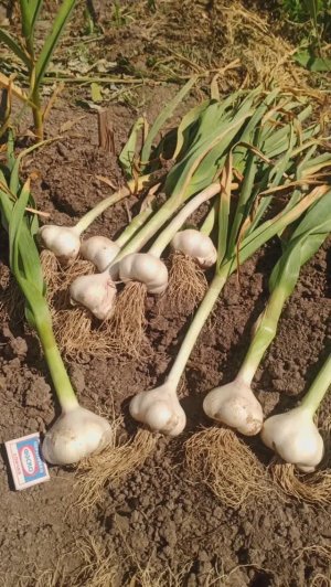 Лошадиный чеснок 2