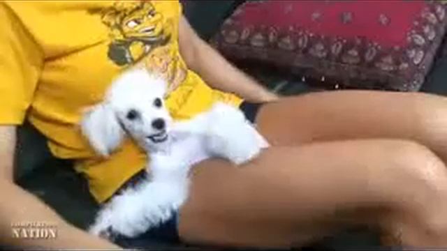 приколы с животными 2015 - компиляция #20 смотреть онлайн