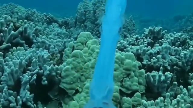 cornetfish probabilidade 00000000000000000000000000000000000000000000000000000000000000000000000000 смотреть онлайн