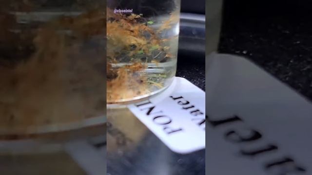 Hydra Under A Microscope (Immortal and Invasive) смотреть онлайн
