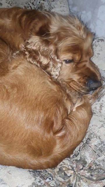 Английский спаниель Арчи расстроен что не вышел FM 25#shorts смотреть онлайн