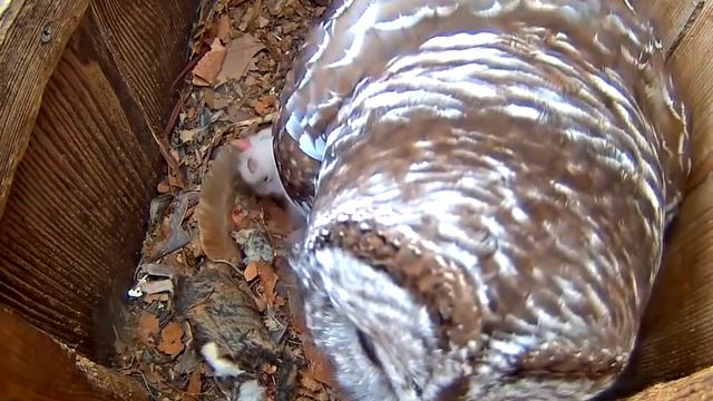 From Box To Branch: 2017 Barred Owl Cam Highlights смотреть онлайн