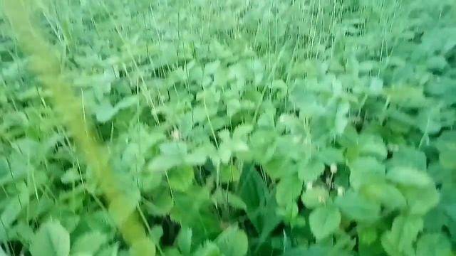 Сходили за земляникой🍓.. Салют с балкона увидели в день победы✨ смотреть онлайн