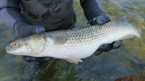 пиленгас он же пелингас , он же пеленгас