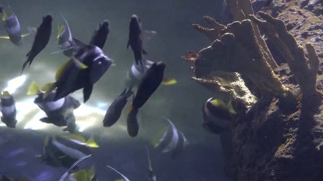 UNIQUE VEGAN FISHFEED AND A 3D PRINTED FISH FEEDER AT ROTTERDAM ZOO смотреть онлайн