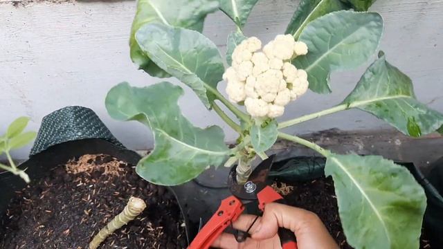Panen bungakol dikebun mini balkon, kembangkol organik смотреть онлайн