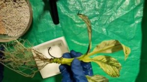 Пересадка спатифиллума в минеральный грунт