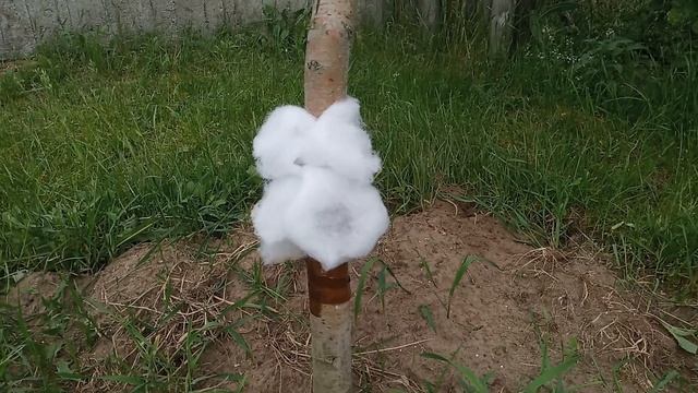 Дешёвый способ Как избавиться от муравьёв в саду . Как защитить дерево от муравьёв. Ловчий пояс смотреть онлайн