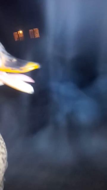 молодая кряква