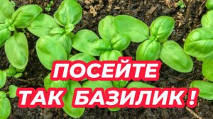 БАЗИЛИК сею только этим способом! Как посеять базилик и получить дружные всходы