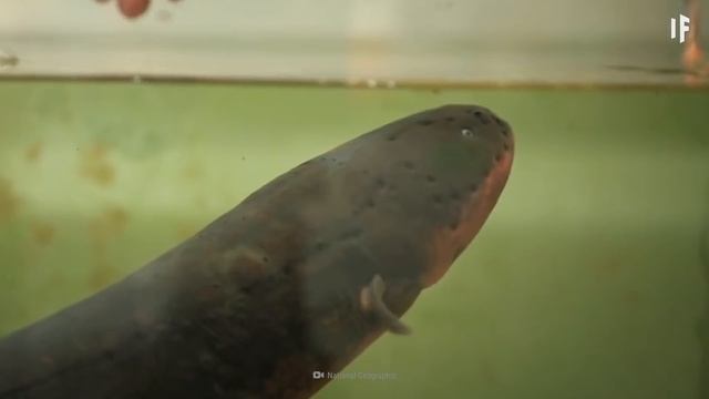 What If You Fell Into a Pool of Electric Eels? смотреть онлайн