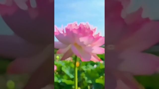 White Lotus flower।। Red Lotus।। सफेद कमल का फूल #lotusflower смотреть онлайн