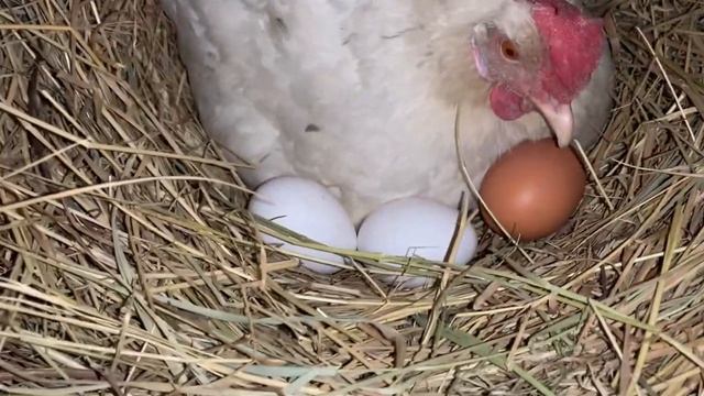 Смастерила гнездо для квочки 🪺😁🥚🐣подкладываю яйцо под квочку🥚🐓🐣 🪺7 марта 2025 года смотреть онлайн