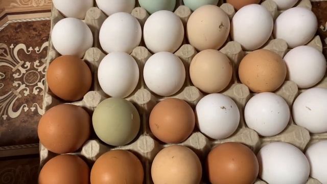 СЕРИЯ 1) Инкубатор РЯБА 36 (КИТАЙСКИЙ)Подготовка к инкубации яйца ИНКУБАТОР РЯБА 36 _ 7 марта 2025 смотреть онлайн