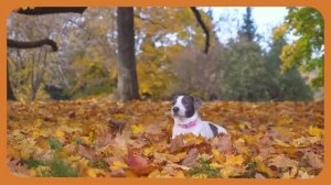 Учим цвета и говорим! 🎨👶 Развивающий мультик для малышей