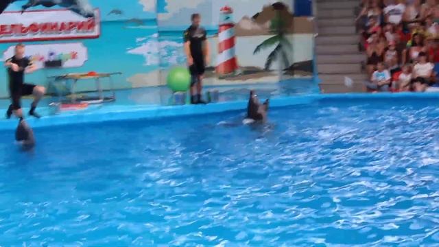 Дельфинарий в Сочи (танец дельфина с мячом)