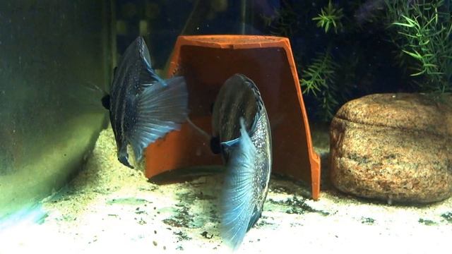 Etroplus Suratensis / Green Chromide 48 Hours Post Spawning