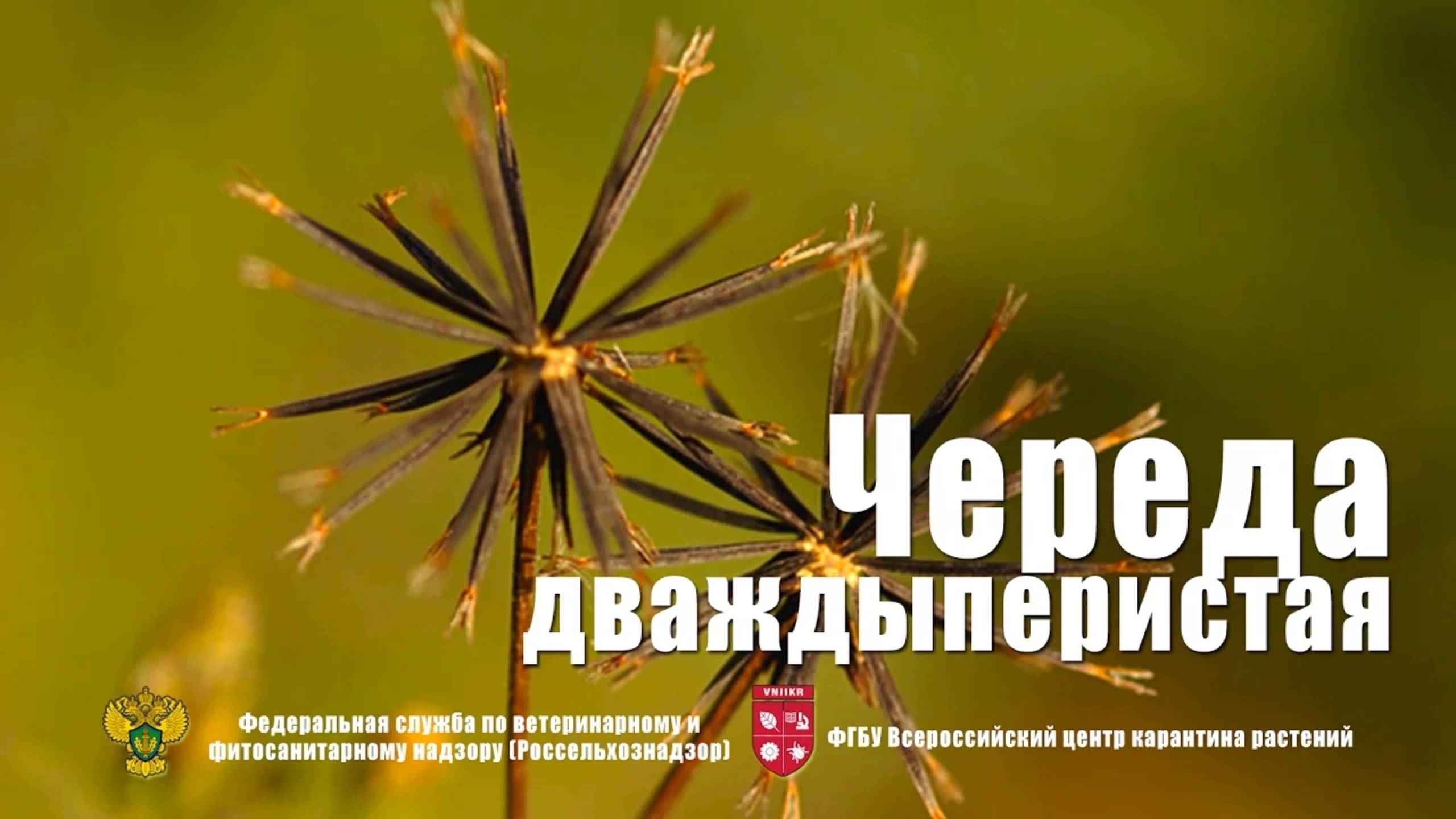 Череда дваждыперистая (Bidens bipinnata L.) смотреть онлайн