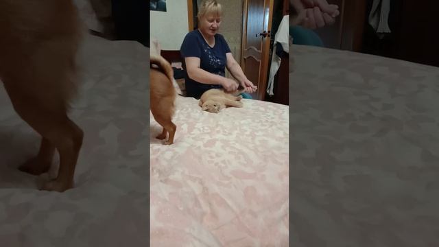Играю с собачкой Мией и вычесываю кошку Мику. Животные друзья балуются вместе. смотреть онлайн