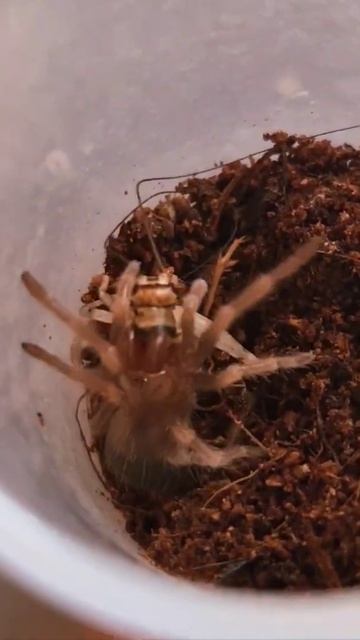 Brachypelma smithi sling feeding - nice try cricket смотреть онлайн